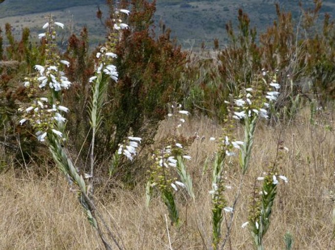 Salvia leucodermis