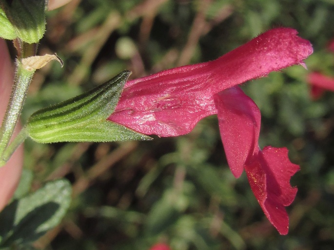 Salvia microphylla