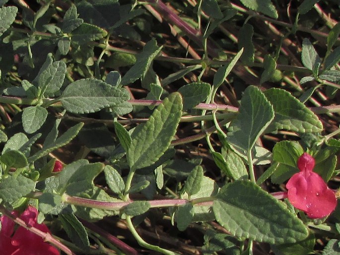 Salvia microphylla