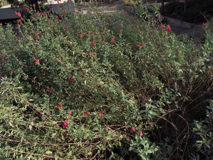 Salvia microphylla