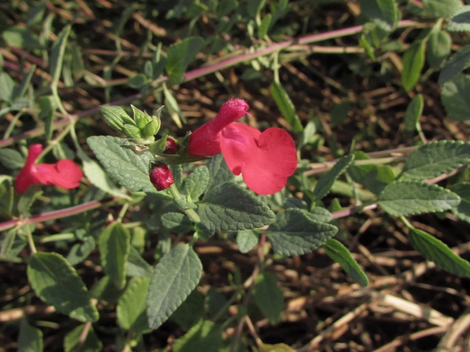 Salvia microphylla