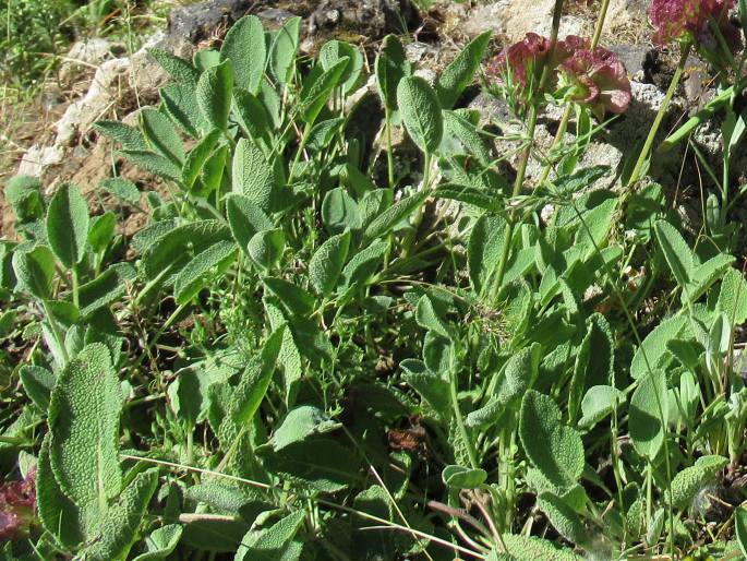 Salvia multicaulis