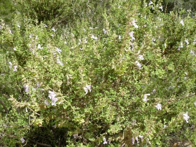 Salvia namaensis