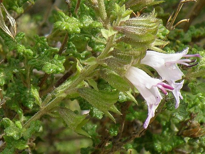 Salvia namaensis