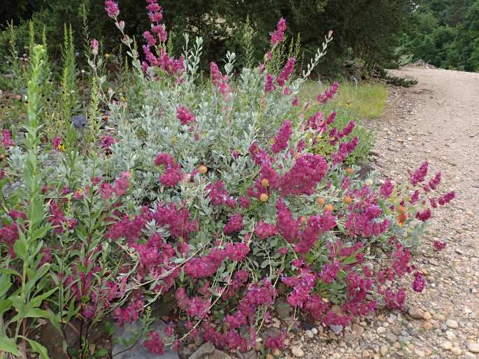 Salvia pachyphylla