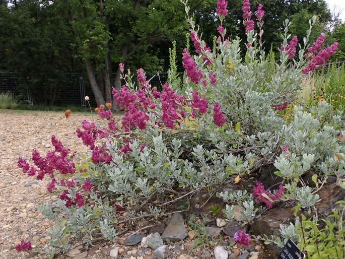 Salvia pachyphylla