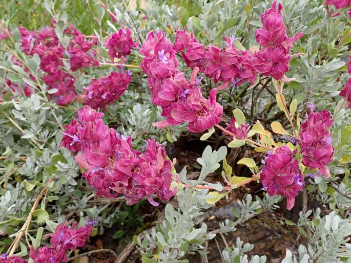 Salvia pachyphylla