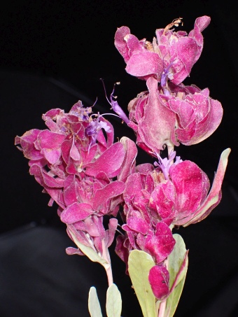 Salvia pachyphylla