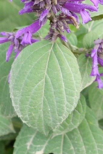 Salvia purpurea