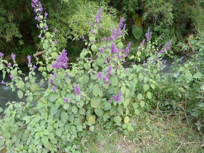 Salvia purpurea