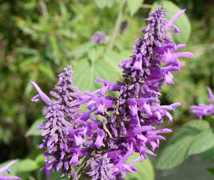 Salvia purpurea