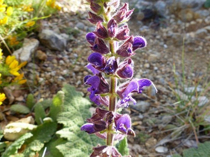 Salvia sclareoides