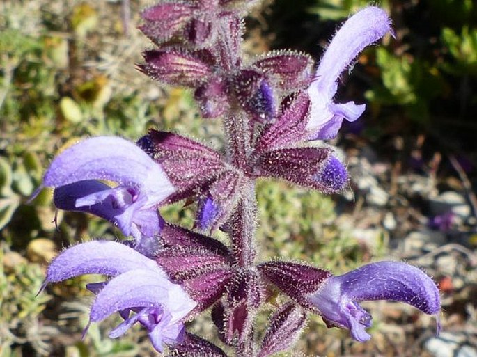 Salvia sclareoides