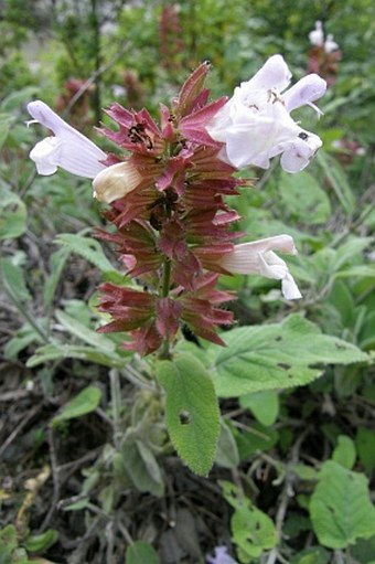 Salvia tomentosa