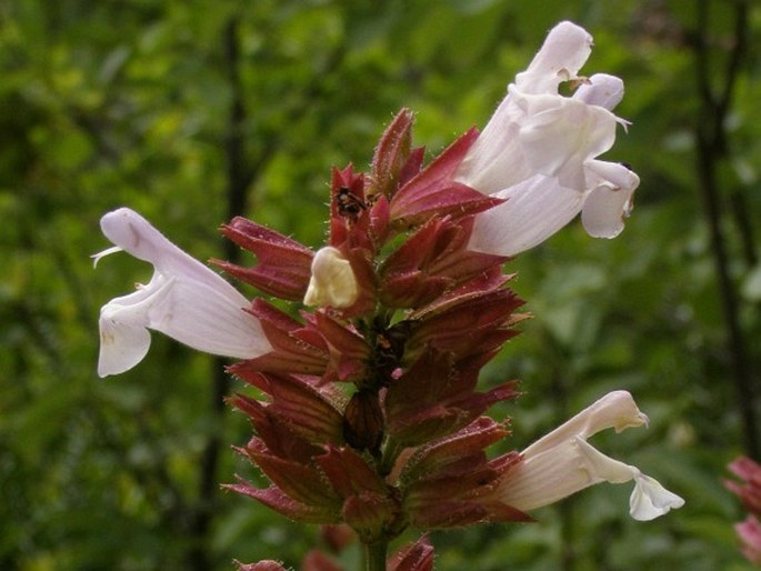 SALVIA TOMENTOSA Mill. - šalvěj / šalvia