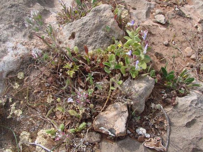 Salvia viridis