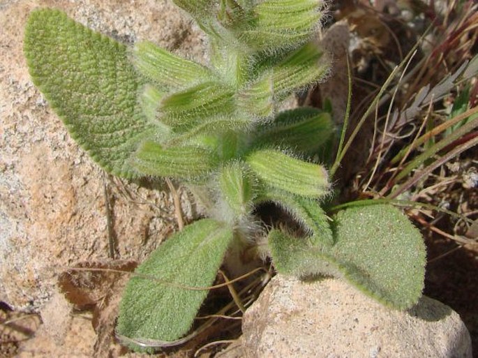 Salvia viridis