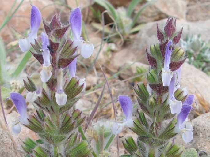 Salvia viridis