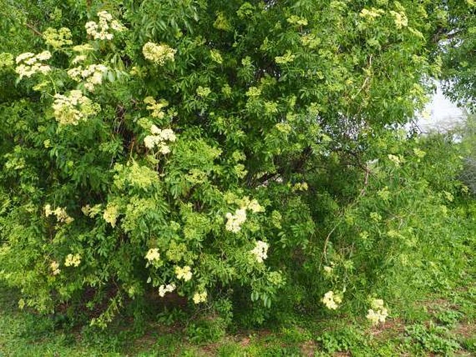 Sambucus nigra subsp. cerulea