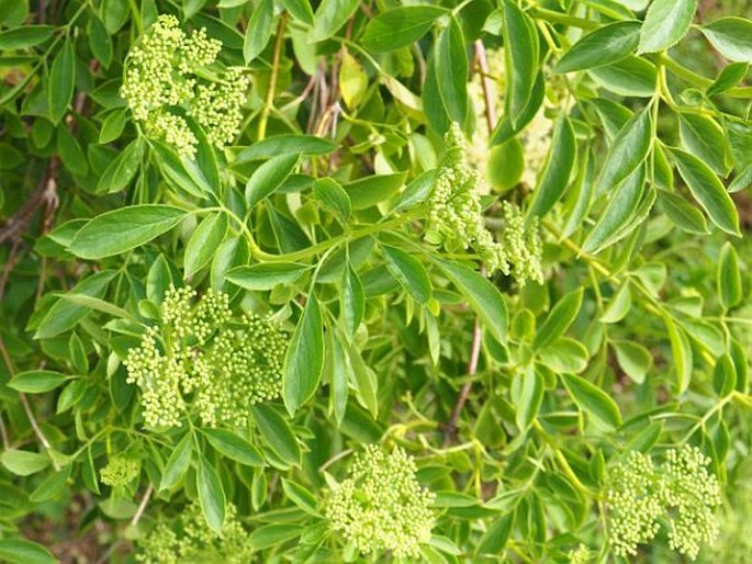 Sambucus nigra subsp. cerulea