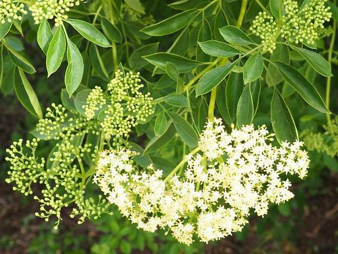 Sambucus nigra subsp. cerulea