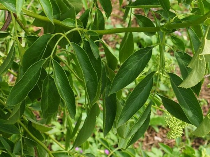 Sambucus nigra subsp. cerulea