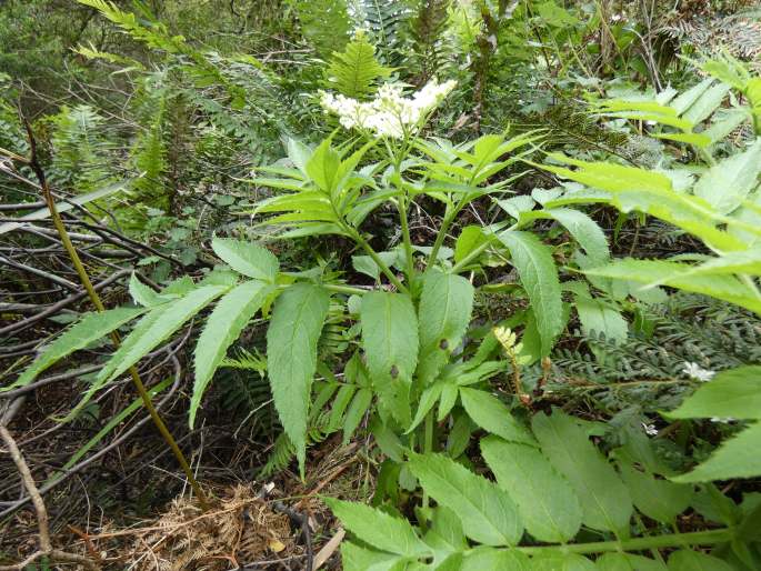 Sambucus gaudichaudiana