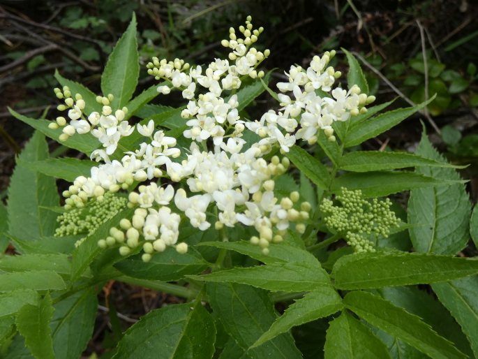 Sambucus gaudichaudiana