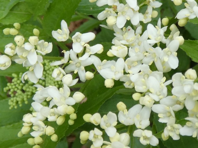 Sambucus gaudichaudiana