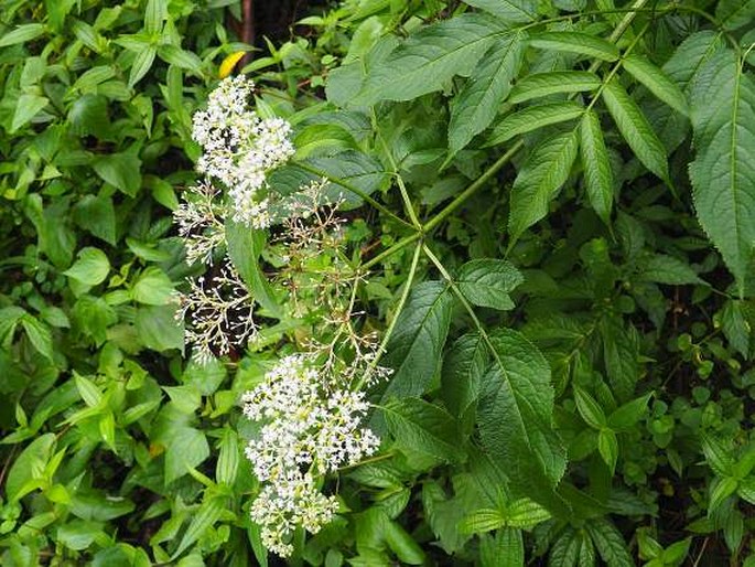 SAMBUCUS JAVANICA Blume – bez / baza