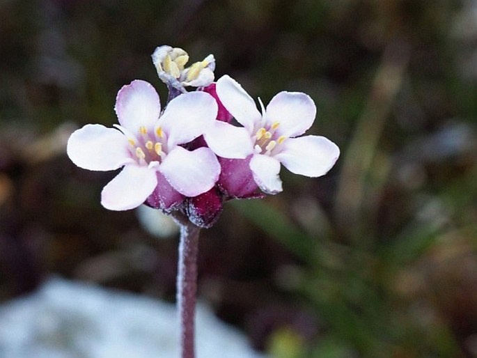 Samolus spathulatus