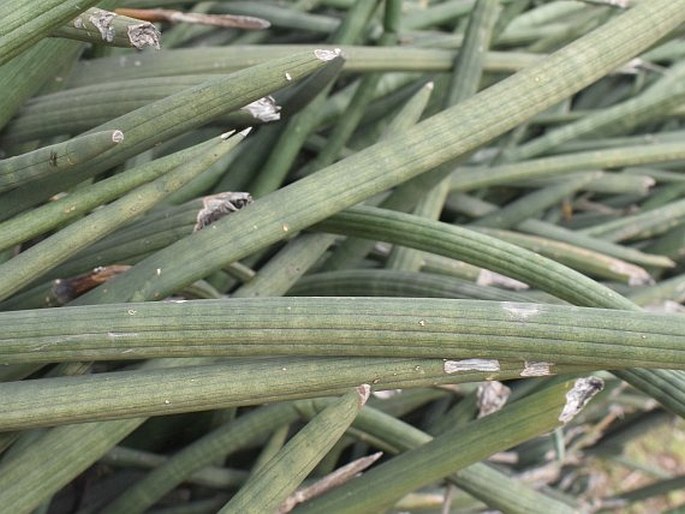 Dracaena angolensis