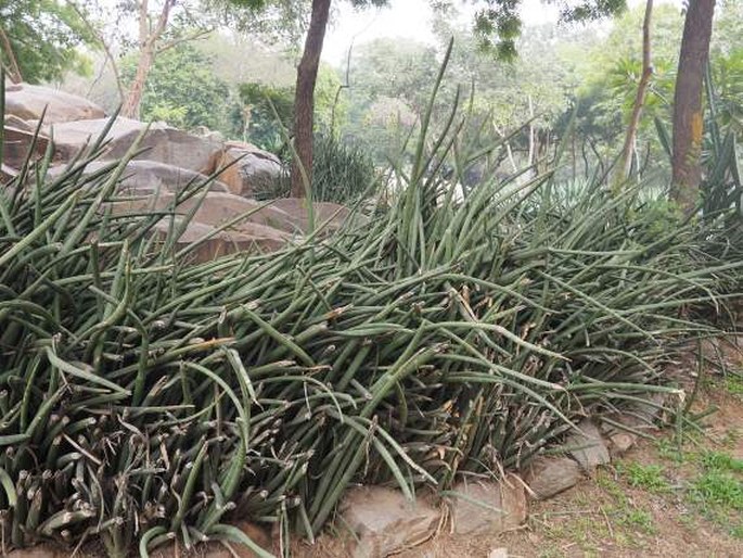 Dracaena angolensis