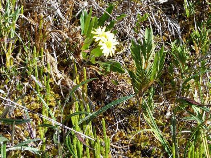 Senecio hansweberi