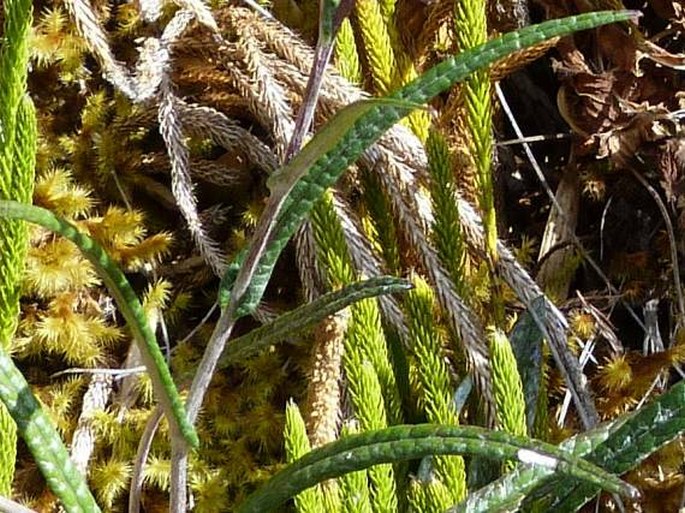 Senecio hansweberi