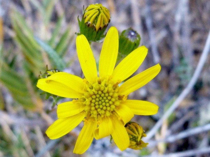 Senecio hansweberi