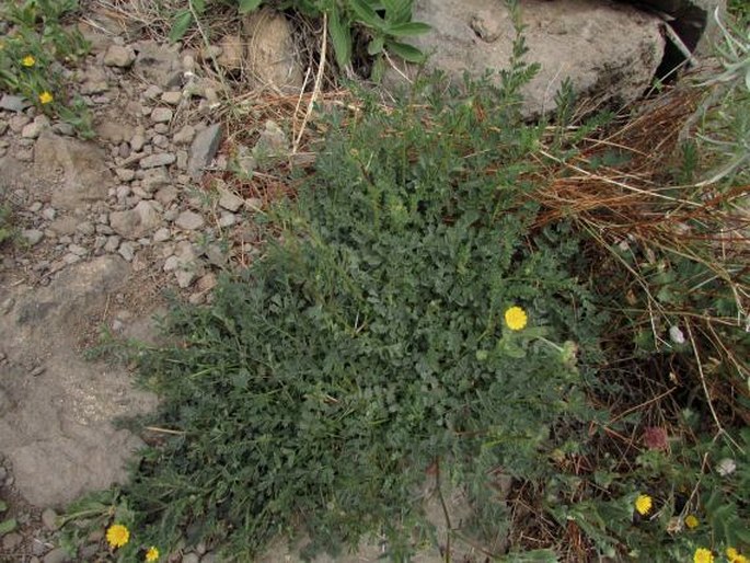 Sanguisorba megacarpa