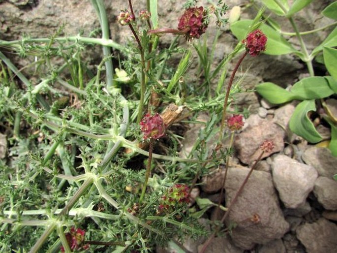 Sanguisorba megacarpa