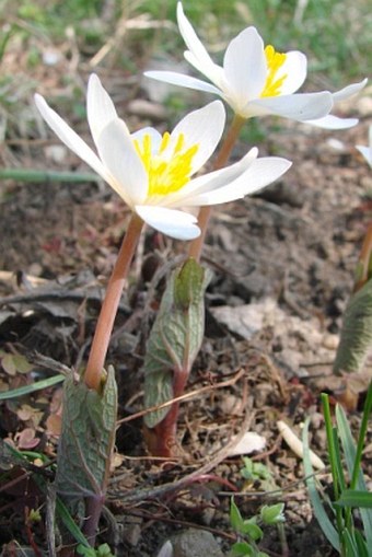 Sanguinaria canadensis