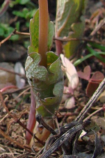 Sanguinaria canadensis