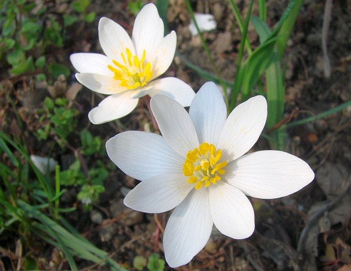 Sanguinaria canadensis