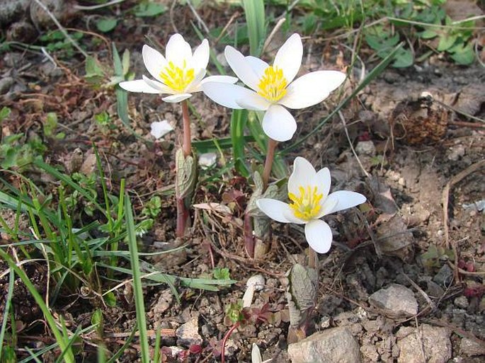 Sanguinaria canadensis