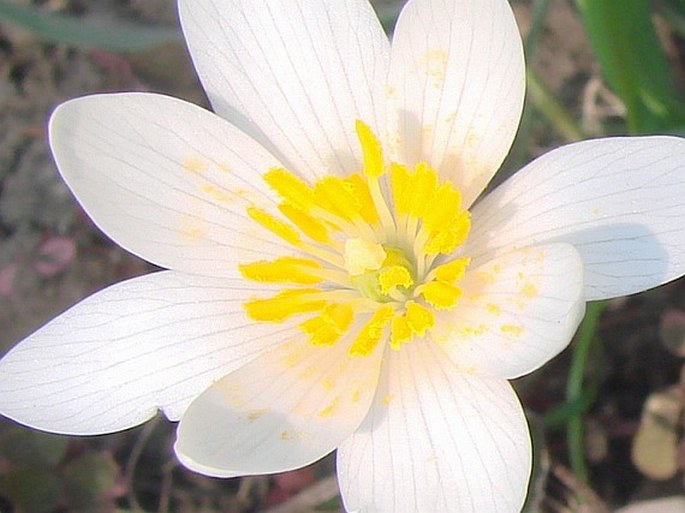 Sanguinaria canadensis