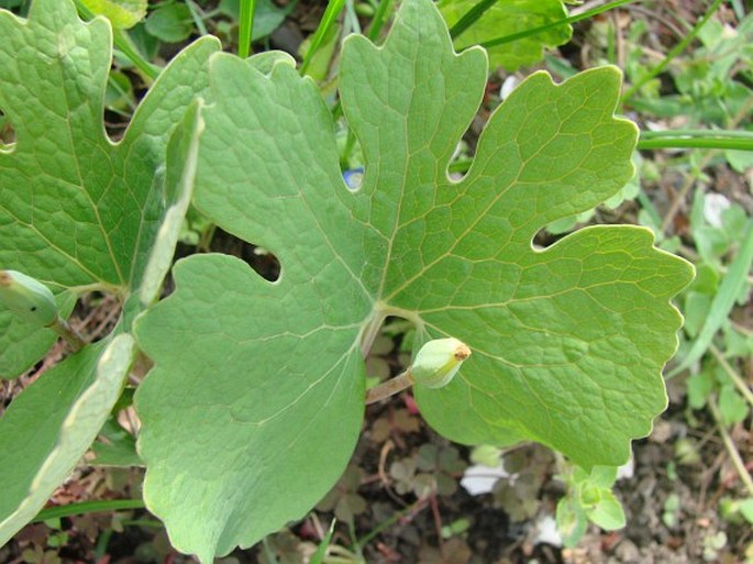 Sanguinaria canadensis