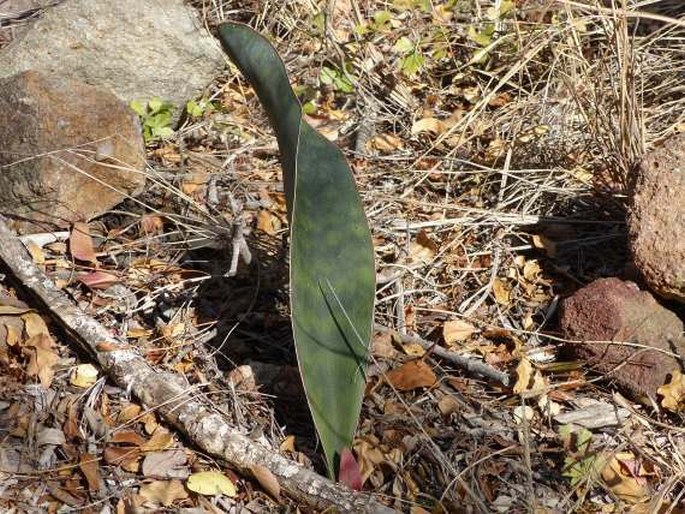 Dracaena hyacinthoides