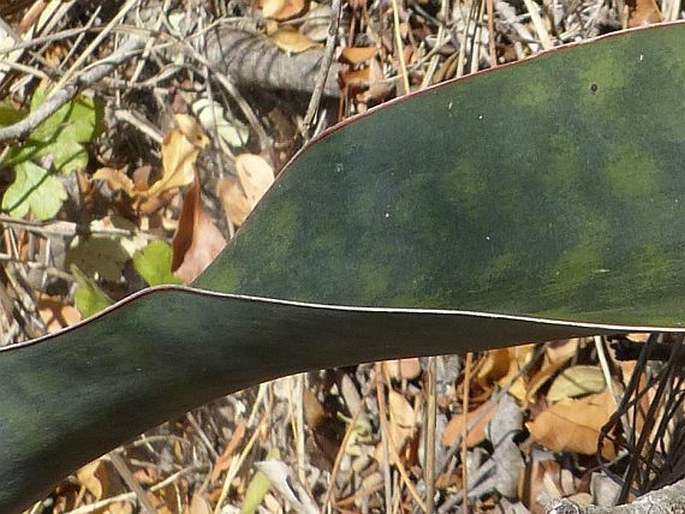 Dracaena hyacinthoides