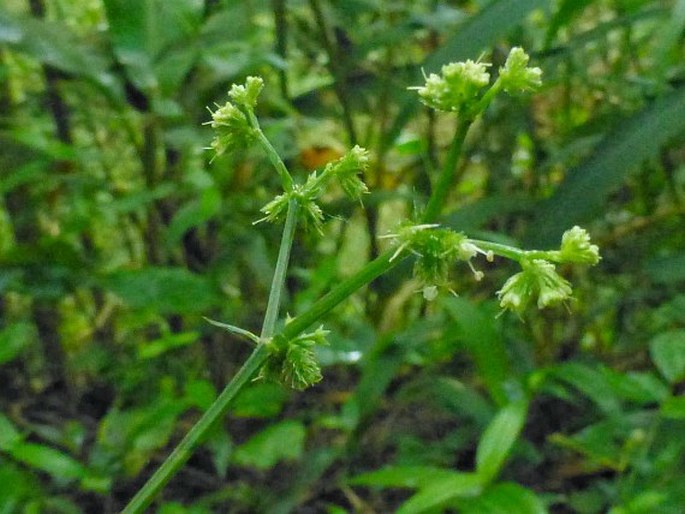 Sanicula elata