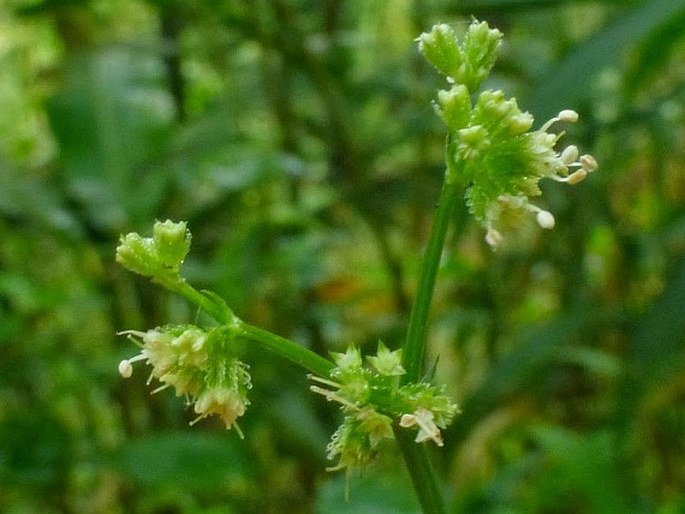 Sanicula elata