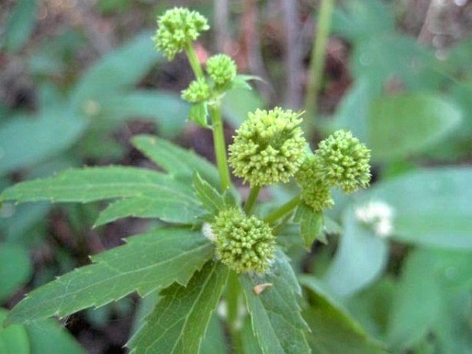 SANICULA MARILANDICA L. – žindava marylandská