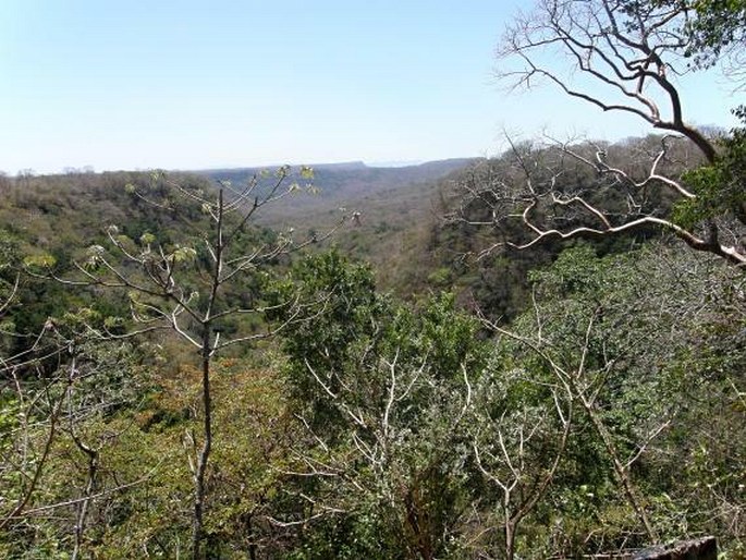 Kostarika, Parque Nacional Santa Rosa - botanický ráj v tropickém suchém lese